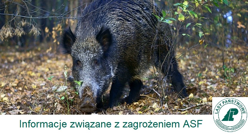 Informacje związane z zagrożeniem ASF