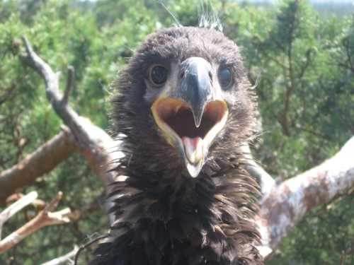 Bielik - Haliaeetus albicilla